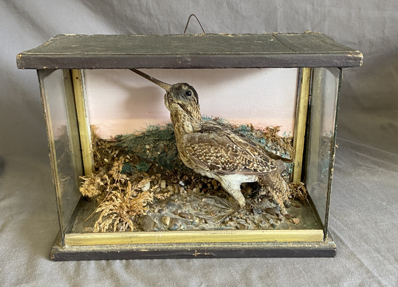 Little Taxidermy bird in need of some TLC