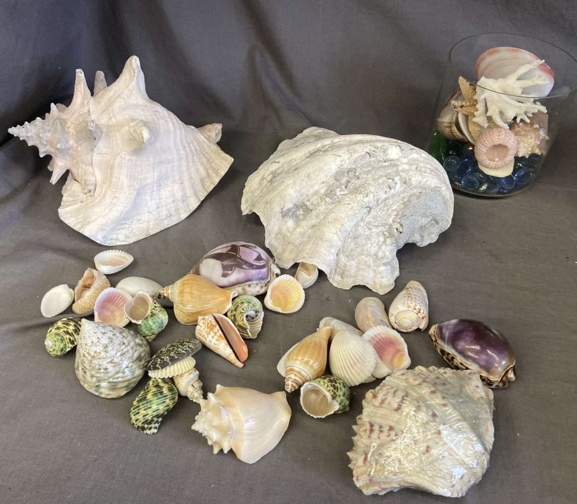 2 very large shells and collection of smaller shells
