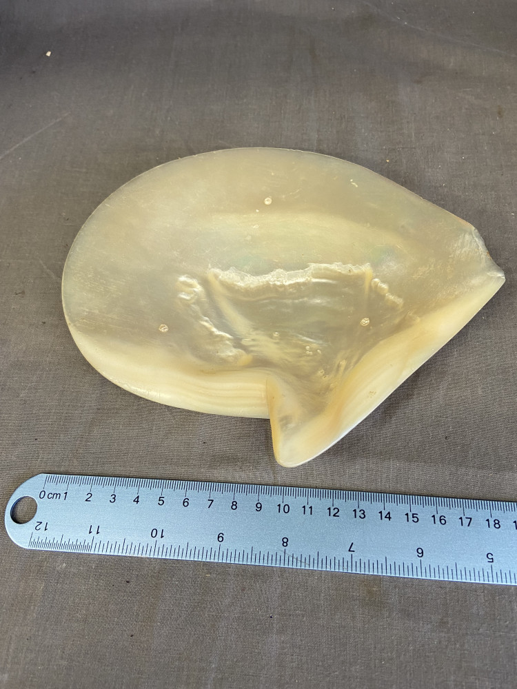 Large mother-of-pearl caviar dish, made from a polished pearl oyster shell.