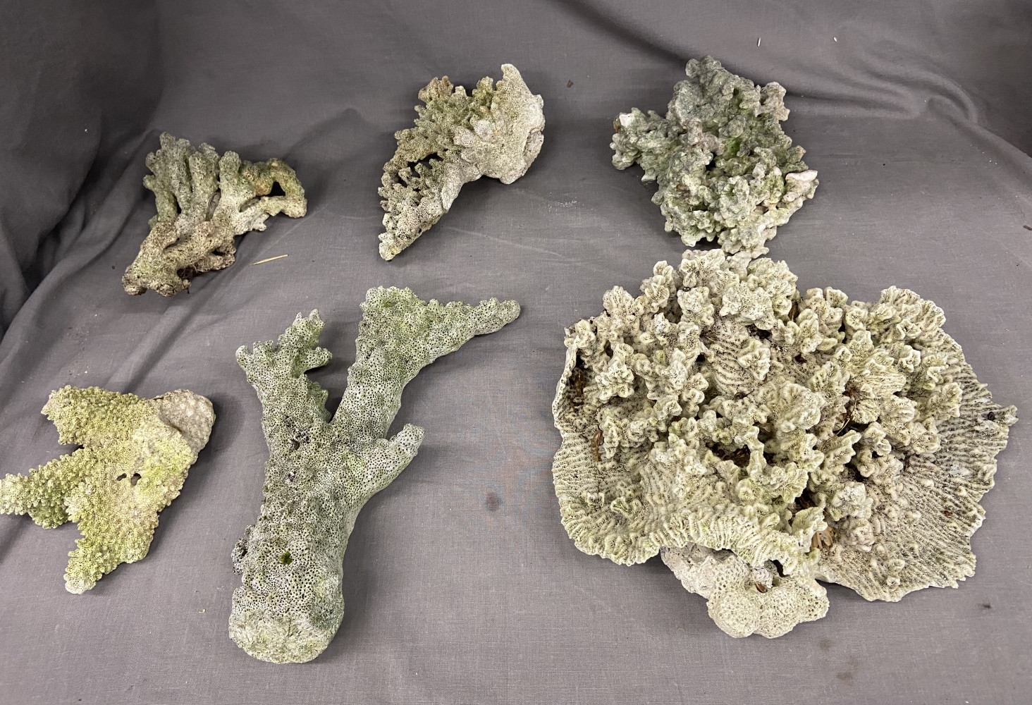 6 pieces of old Coral