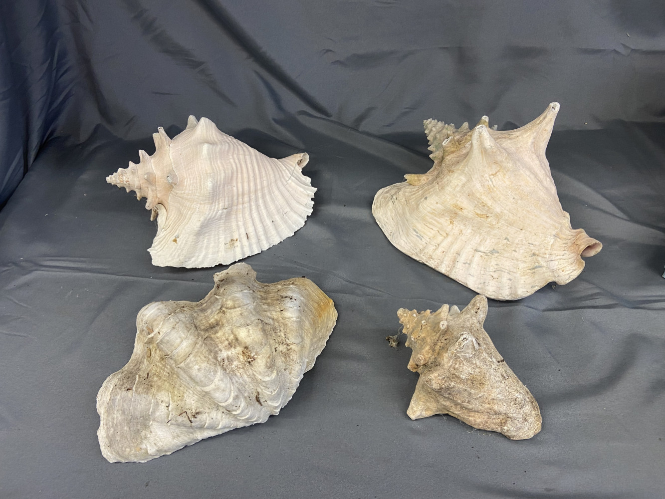 4 large sea shells