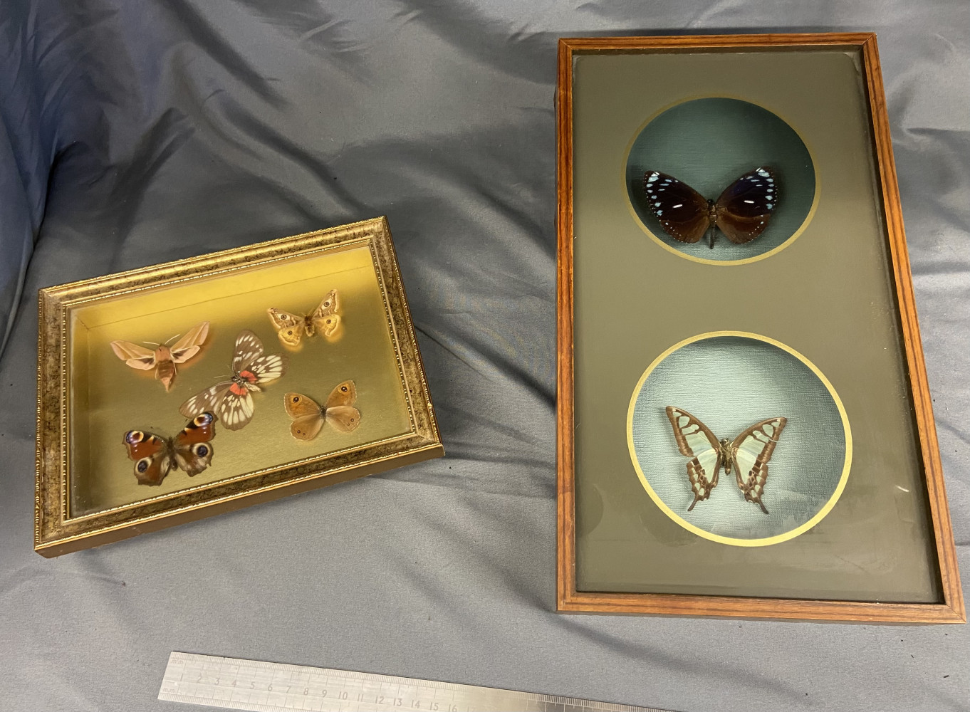 Framed Butterfly Displays