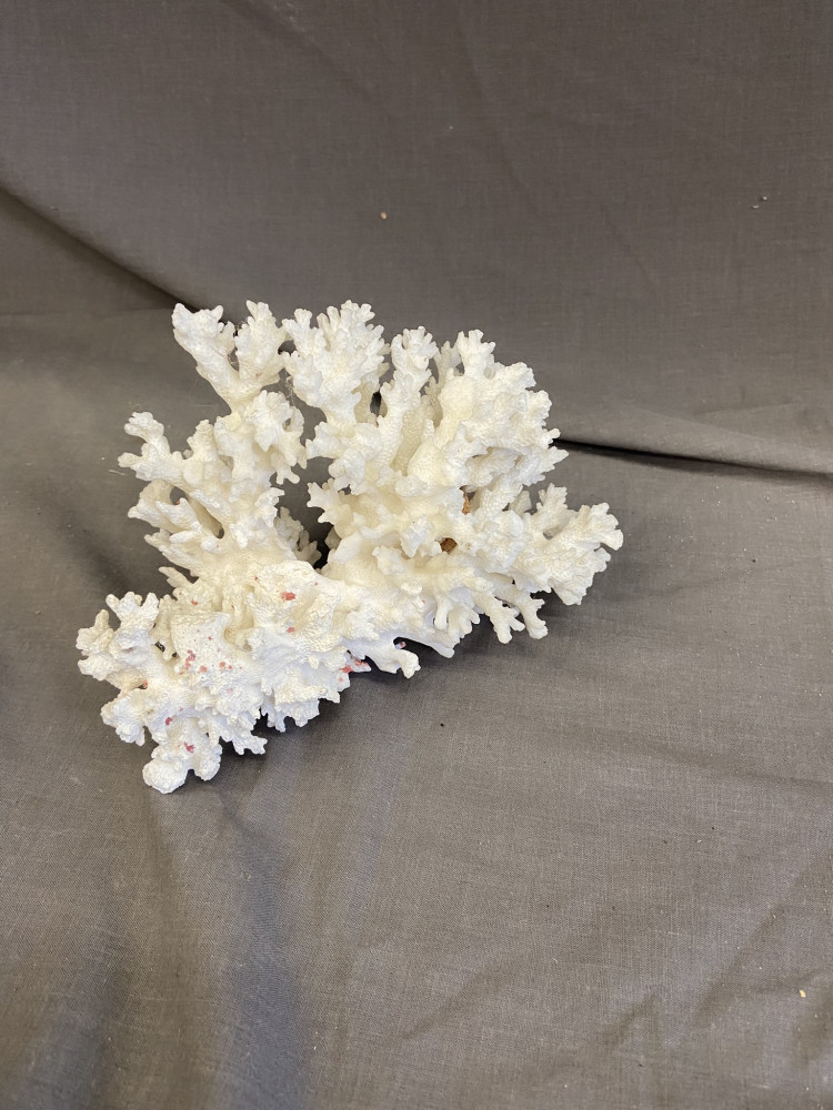 Piece of Coral