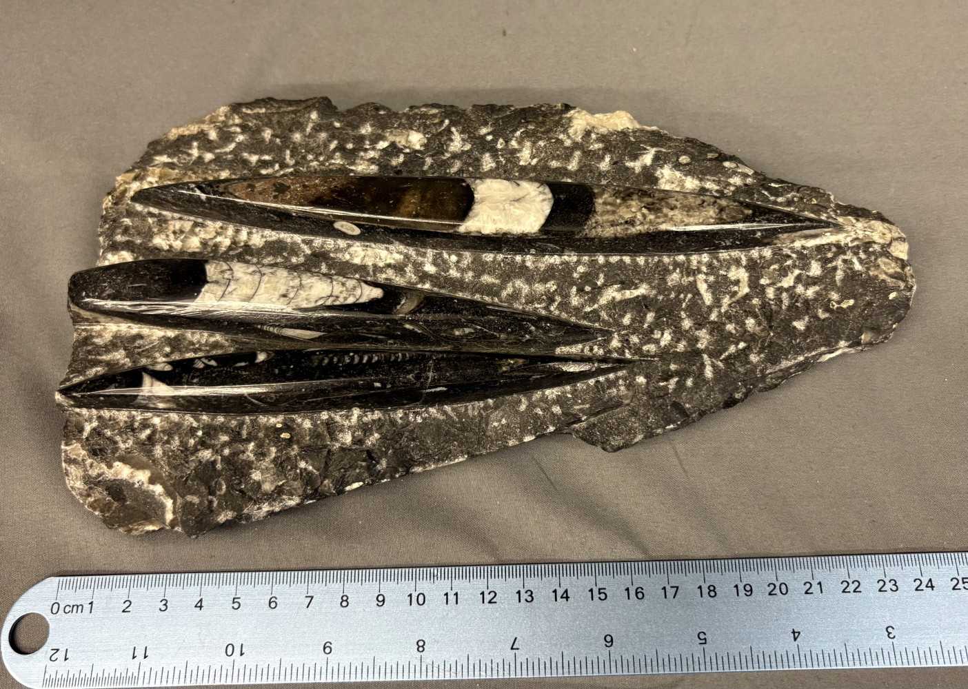 Polished Orthoceras cephalopod fossils approx 25 cms long